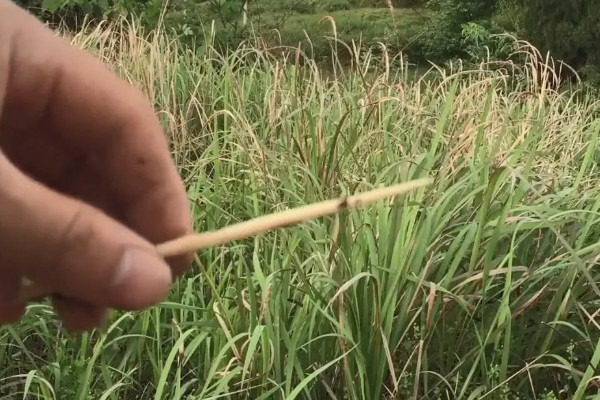 茅草用什么除草剂除根，3-5叶期用草甘膦异丙胺盐