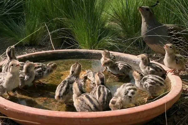 雏鹌鹑的饲养管理方法,每天要定时清理粪便