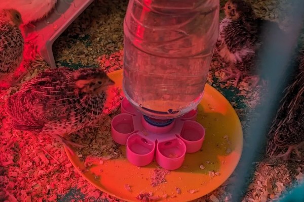 雏鹌鹑的饲养管理方法,每天要定时清理粪便