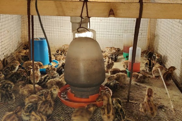 雏鹌鹑的饲养管理方法,每天要定时清理粪便