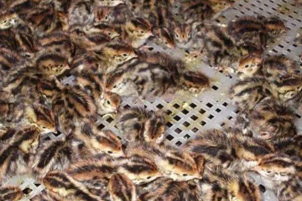 雏鹌鹑的饲养管理方法,每天要定时清理粪便