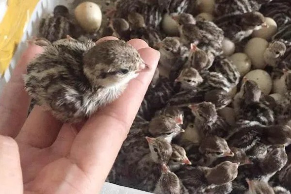 雏鹌鹑的饲养管理方法,每天要定时清理粪便