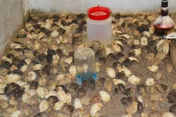 雏鹌鹑的饲养管理方法,每天要定时清理粪便