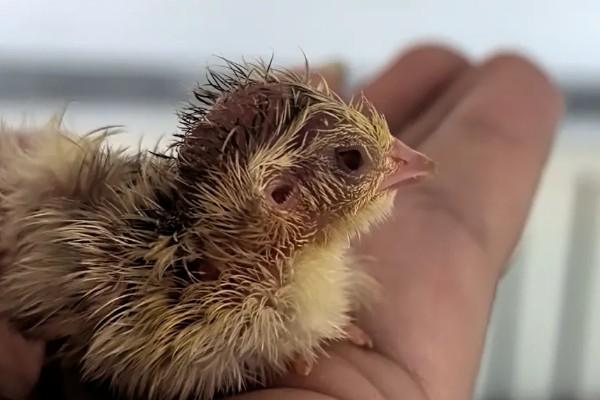 雏鹌鹑的饲养管理方法,每天要定时清理粪便