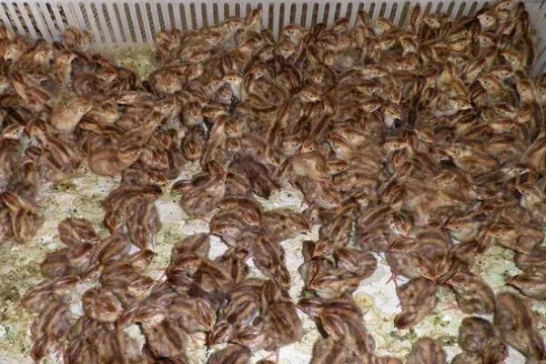 雏鹌鹑的饲养管理方法,每天要定时清理粪便