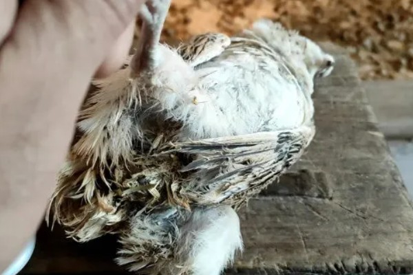 雏鹌鹑的饲养管理方法,每天要定时清理粪便