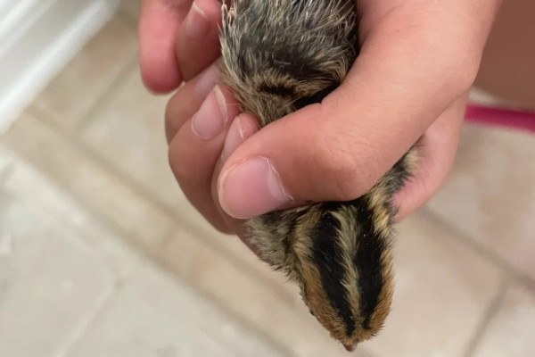 雏鹌鹑的饲养管理方法,每天要定时清理粪便