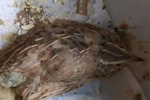 雏鹌鹑的饲养管理方法,每天要定时清理粪便