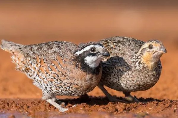 雏鹌鹑的饲养管理方法,每天要定时清理粪便