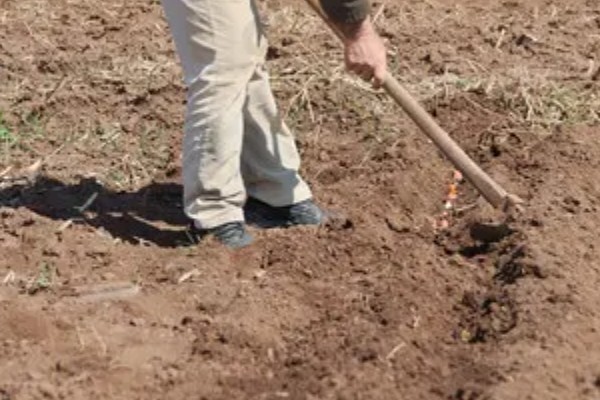 蚕豆怎么种,播种前需浸种