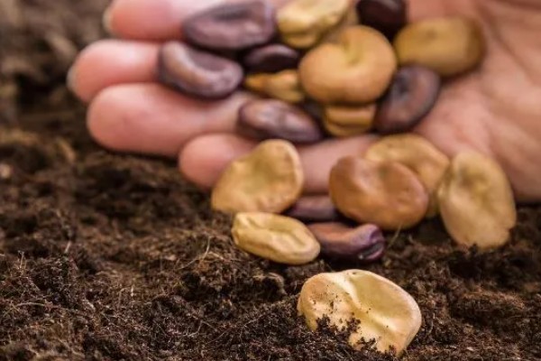 蚕豆怎么种,播种前需浸种