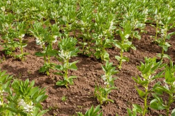 蚕豆怎么种,播种前需浸种