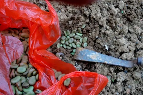 蚕豆怎么种,播种前需浸种