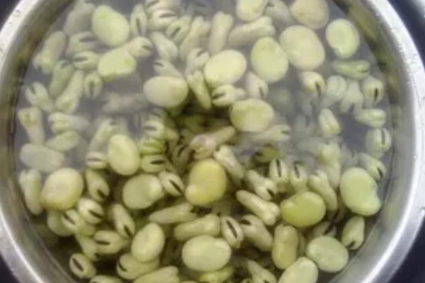蚕豆怎么种,播种前需浸种