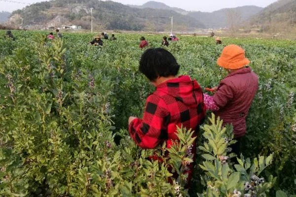 蚕豆怎么种,播种前需浸种