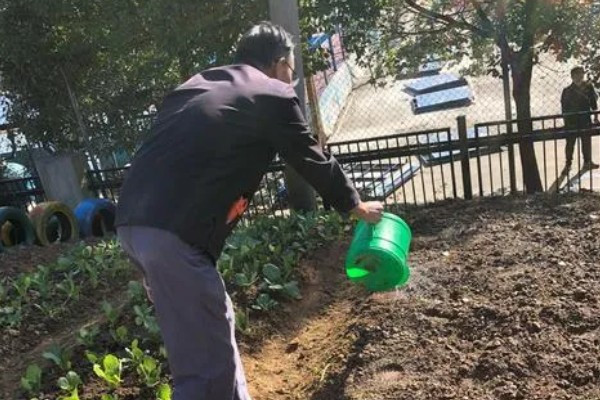 蚕豆怎么种,播种前需浸种