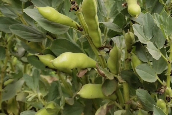 蚕豆怎么种,播种前需浸种