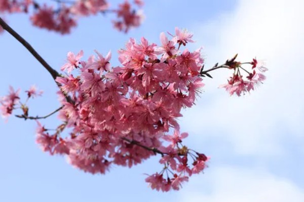 樱花有哪几种颜色，有白色、粉色和红色
