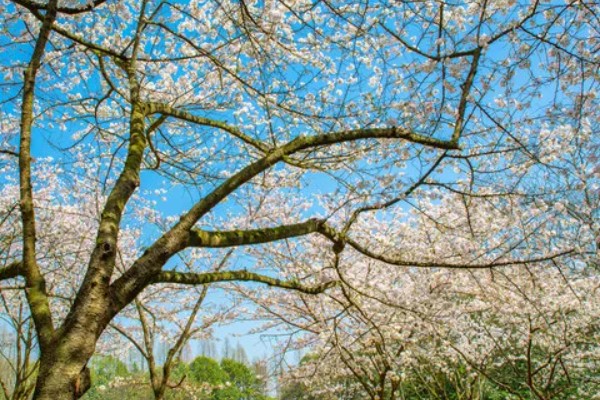 樱花有哪几种颜色，有白色、粉色和红色