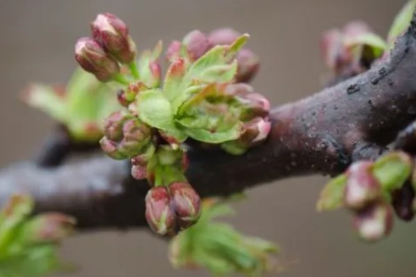 樱花有哪几种颜色，有白色、粉色和红色
