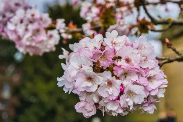 樱花有哪几种颜色，有白色、粉色和红色