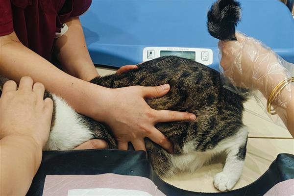 怎么治疗猫癣，先将患处周围一圈的毛剃干净