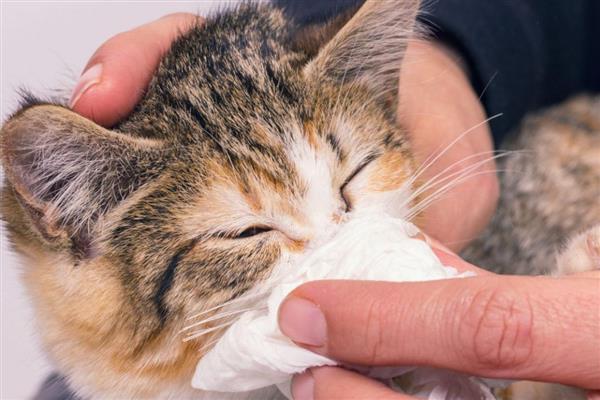 怎么治疗猫癣，先将患处周围一圈的毛剃干净
