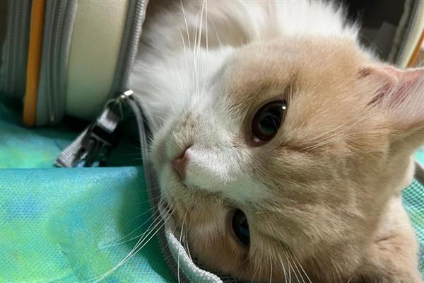 怎么治疗猫癣，先将患处周围一圈的毛剃干净