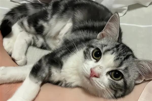 怎么治疗猫癣，先将患处周围一圈的毛剃干净