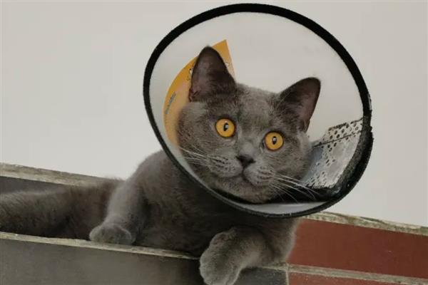 怎么治疗猫癣，先将患处周围一圈的毛剃干净