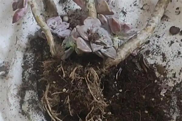 多肉植物烂根怎么处理，首先要将其进行脱盆