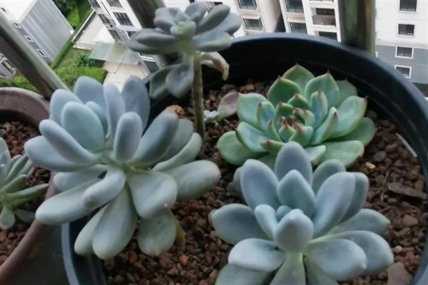 多肉植物烂根怎么处理，首先要将其进行脱盆