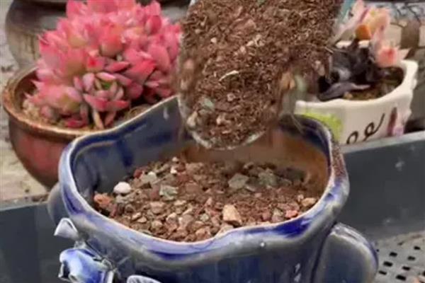 多肉植物烂根怎么处理，首先要将其进行脱盆