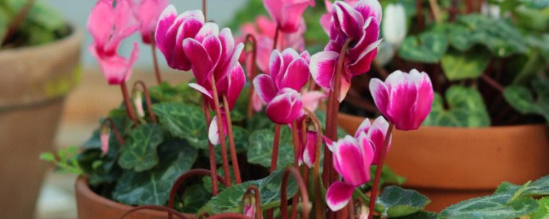 仙客来花谢了如何处理,花谢了需要每天浇一次水