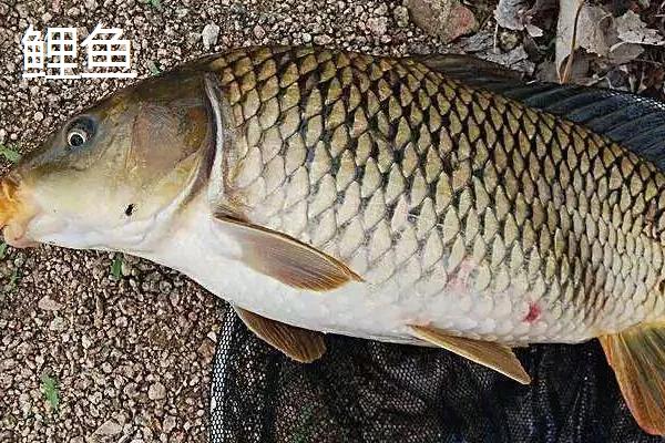 红虫颗粒打窝能钓哪种鱼，可以钓鲫鱼、鲤鱼等