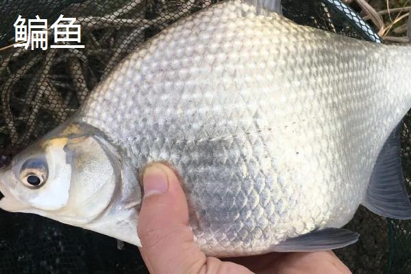 红虫颗粒打窝能钓哪种鱼，可以钓鲫鱼、鲤鱼等