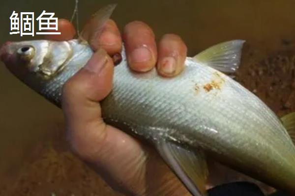红虫颗粒打窝能钓哪种鱼，可以钓鲫鱼、鲤鱼等