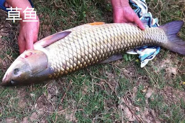 红虫颗粒打窝能钓哪种鱼，可以钓鲫鱼、鲤鱼等