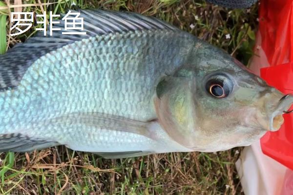 红虫颗粒打窝能钓哪种鱼，可以钓鲫鱼、鲤鱼等