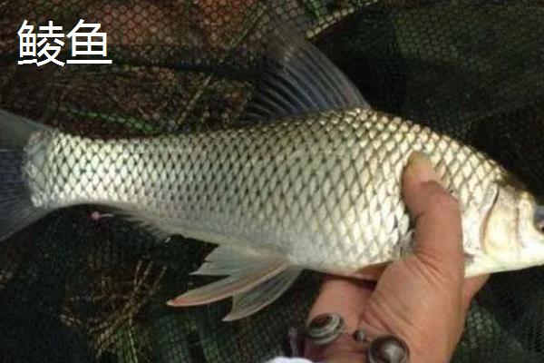 红虫颗粒打窝能钓哪种鱼，可以钓鲫鱼、鲤鱼等