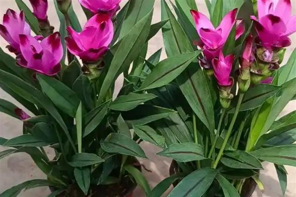 姜荷花好不好养活，姜荷花好养活