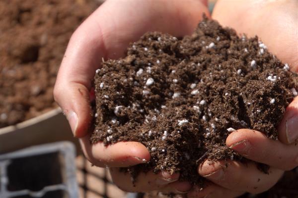 姜荷花好不好养活，姜荷花好养活
