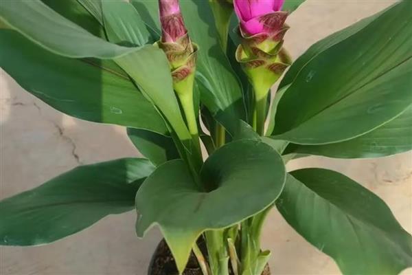 姜荷花好不好养活，姜荷花好养活