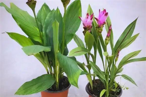 姜荷花好不好养活，姜荷花好养活