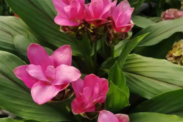 姜荷花好不好养活，姜荷花好养活