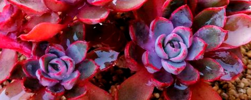 多肉赫拉夏天能不能种活，夏天很难种活