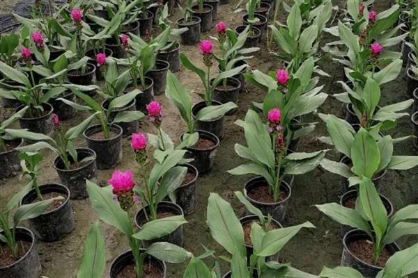 姜荷花好不好养活，姜荷花好养活