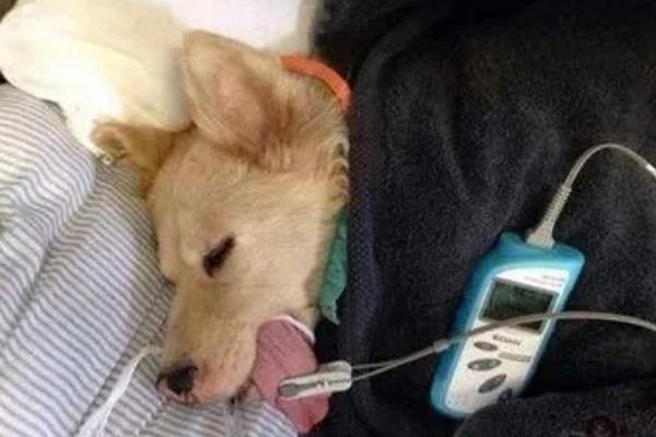 狗狗快速催吐的方法，可以使用双氧水、肥皂水等