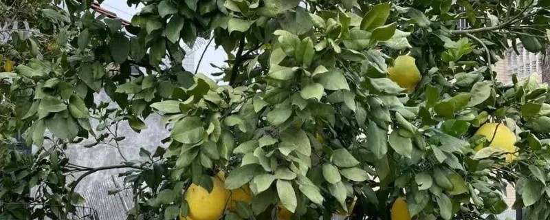 盆栽柚子树如何养殖，需要进行人工授粉