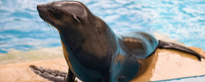 海狮的存活时间，一般为20-40年左右